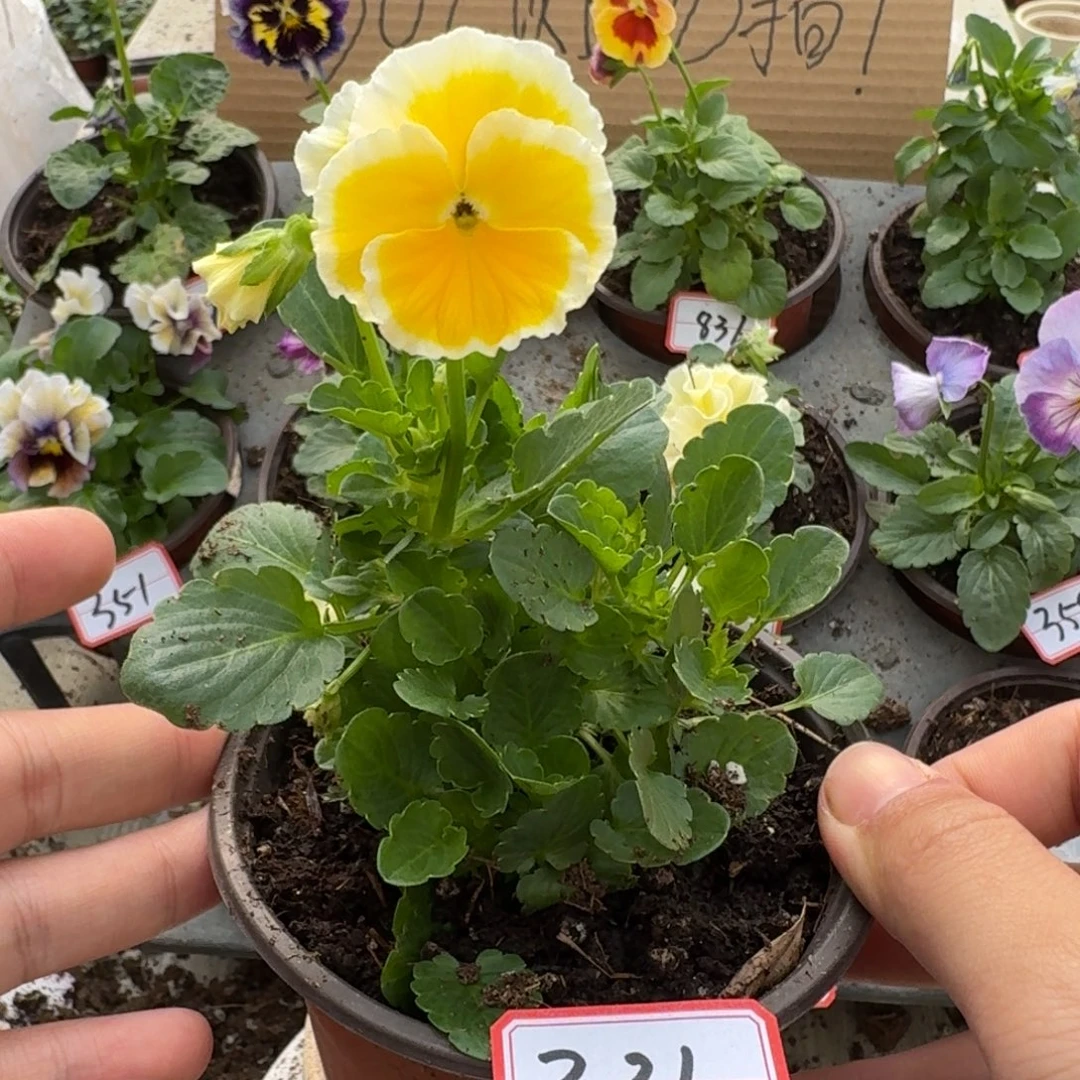 大部分花苞少量开放331