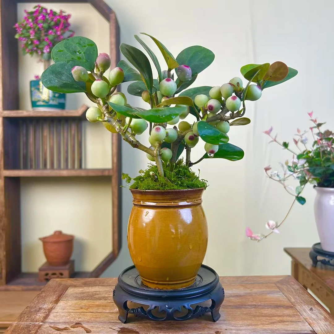 皇瓷盆小盼菩提树 带花盆 室内客厅桌面 微景观 绿植 盆栽 植物
