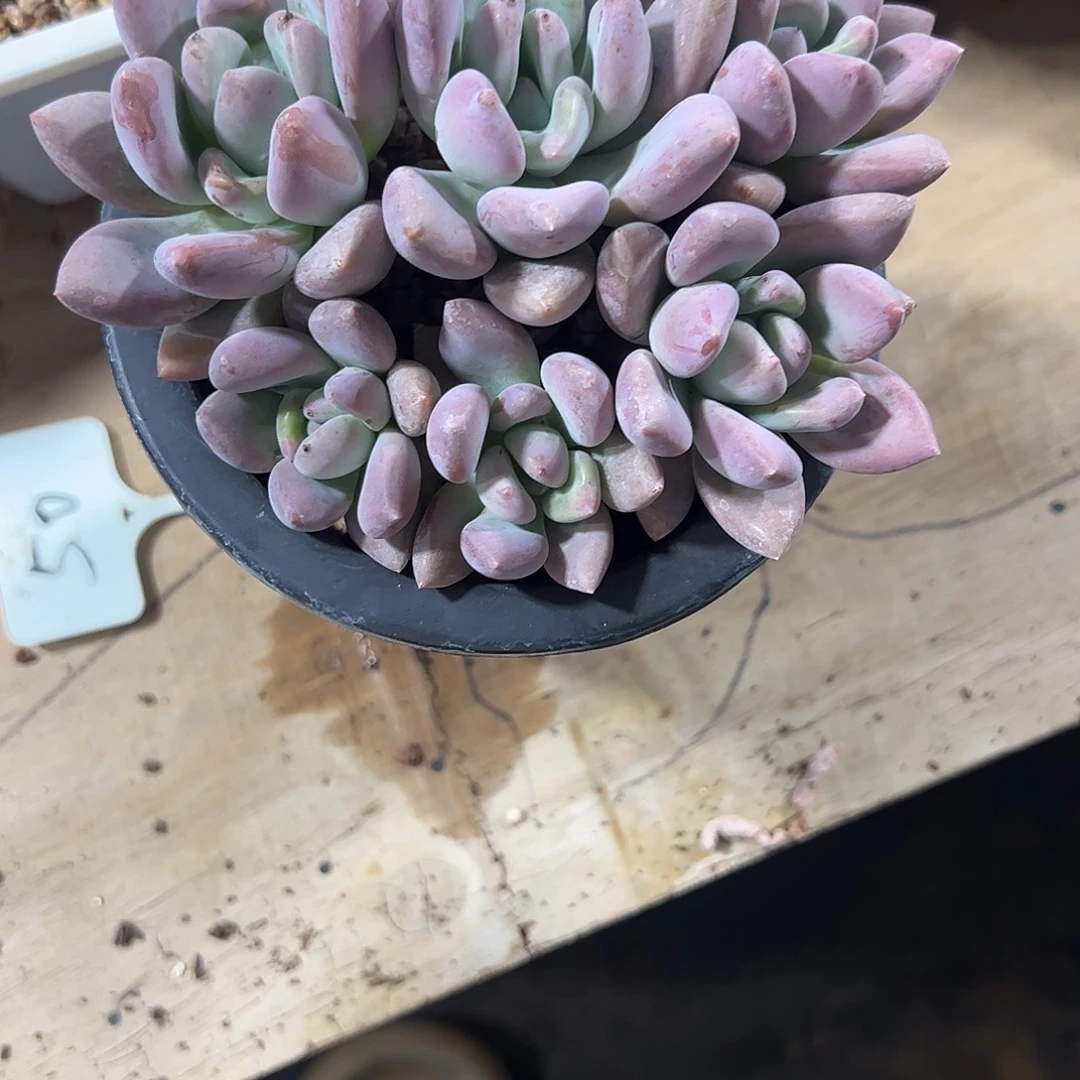 奥普群生多肉植物