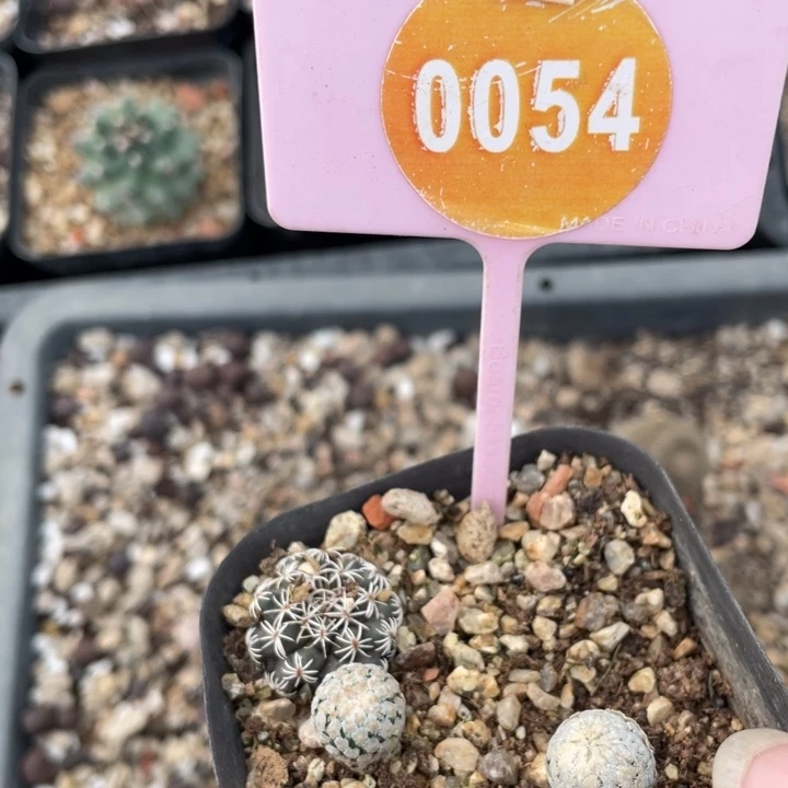 R***d实生仙人球0054000000