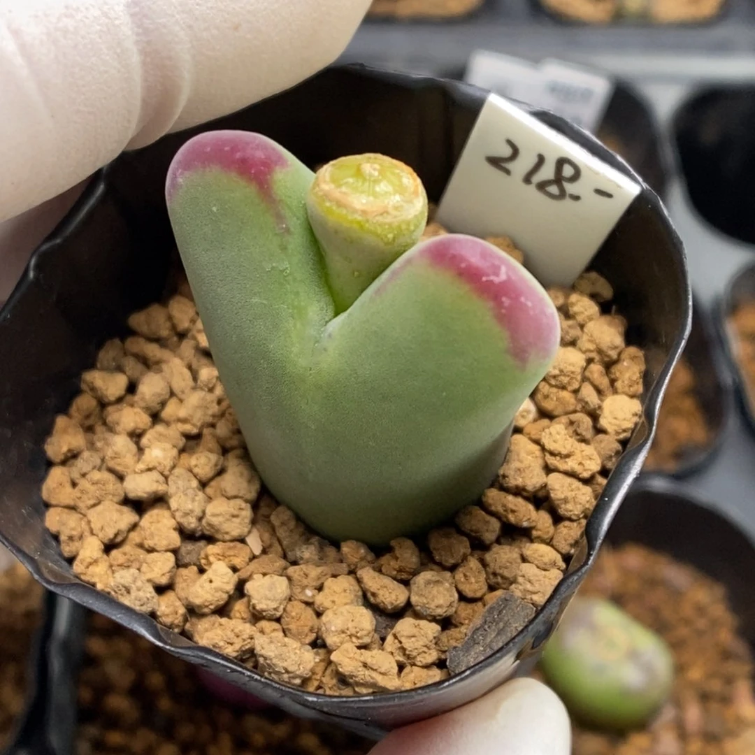 多肉植物肉锥杂交K-4912（2.3）