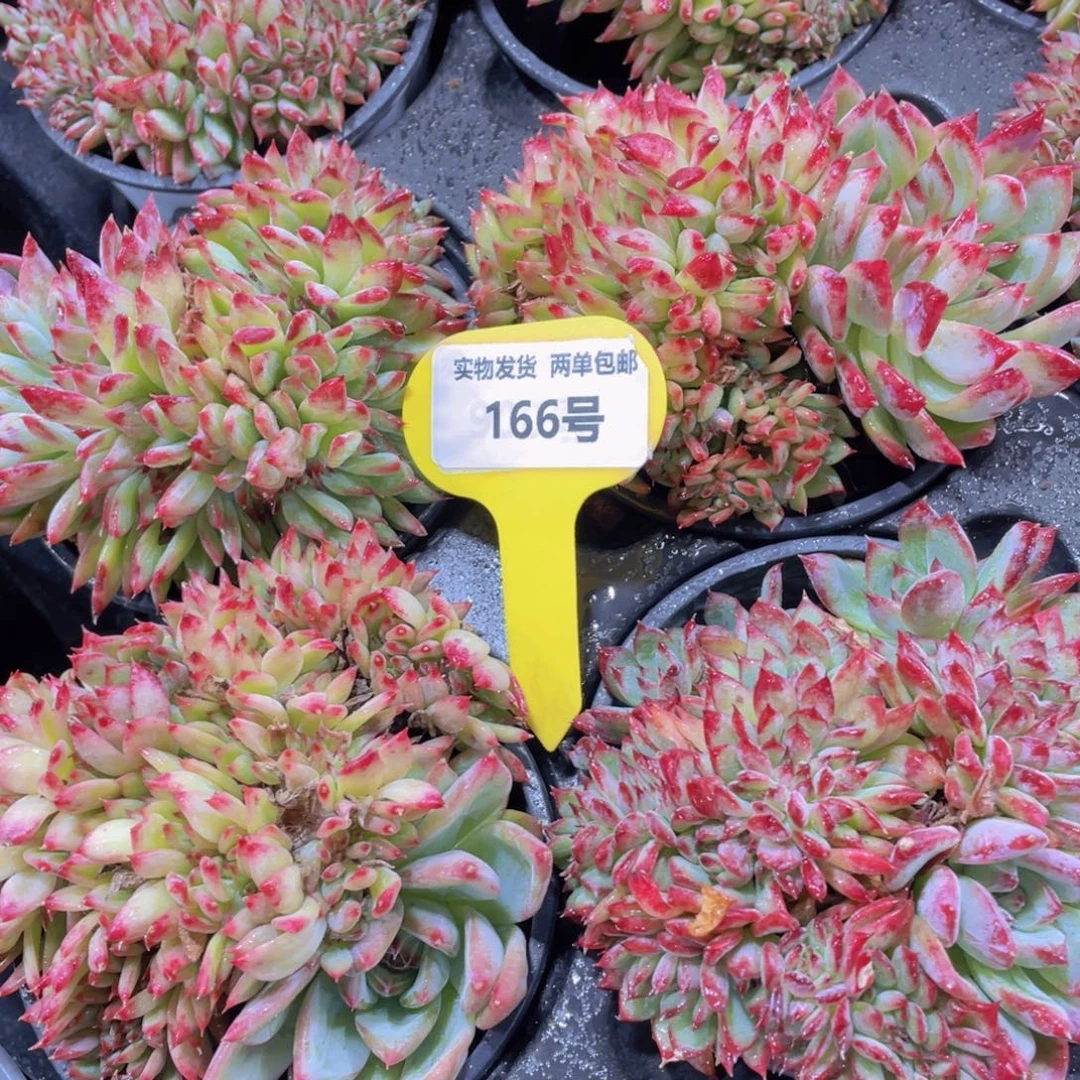 166号 龙头红拉糖缀化一个
