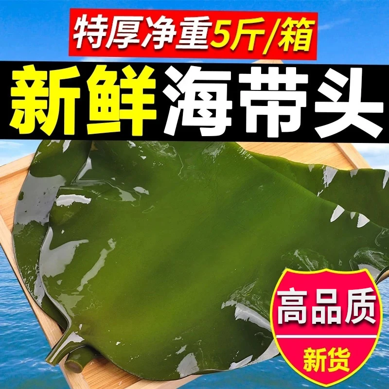 【整箱批发】5斤海带头 盐渍荣成海带肉厚新鲜食材凉拌炖汤炒菜火锅