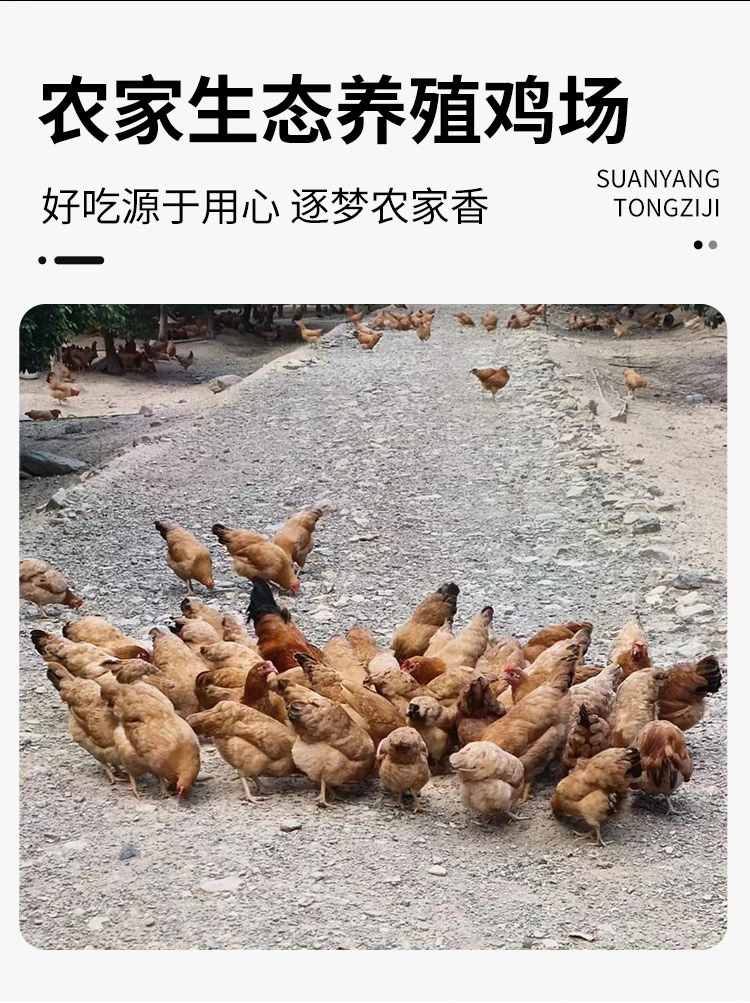 【童子鸡】大别山童子鸡