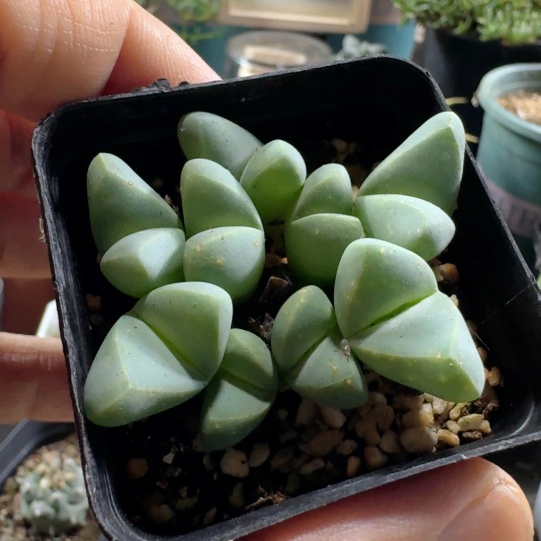589春琴玉脱土发货