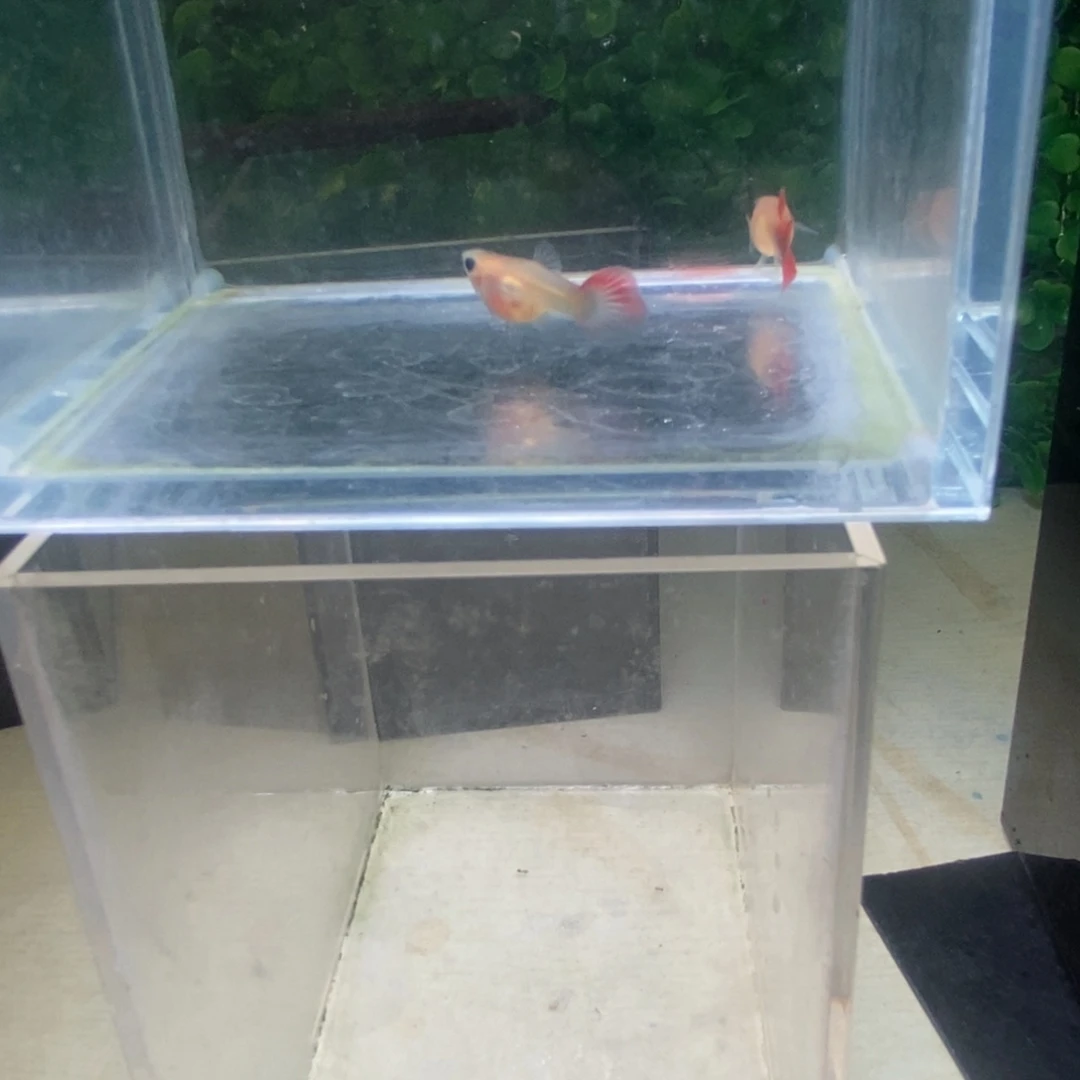 孔雀鱼红色玻璃猫一对