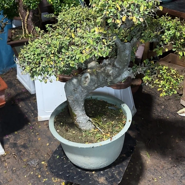 一***北无花朵哈哈哈哈哈