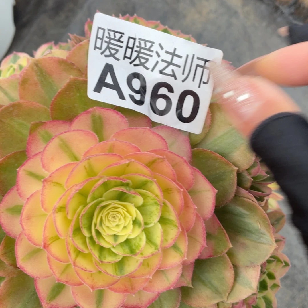 紫砂茶杯?****?960分哥哥哥哥哈哈