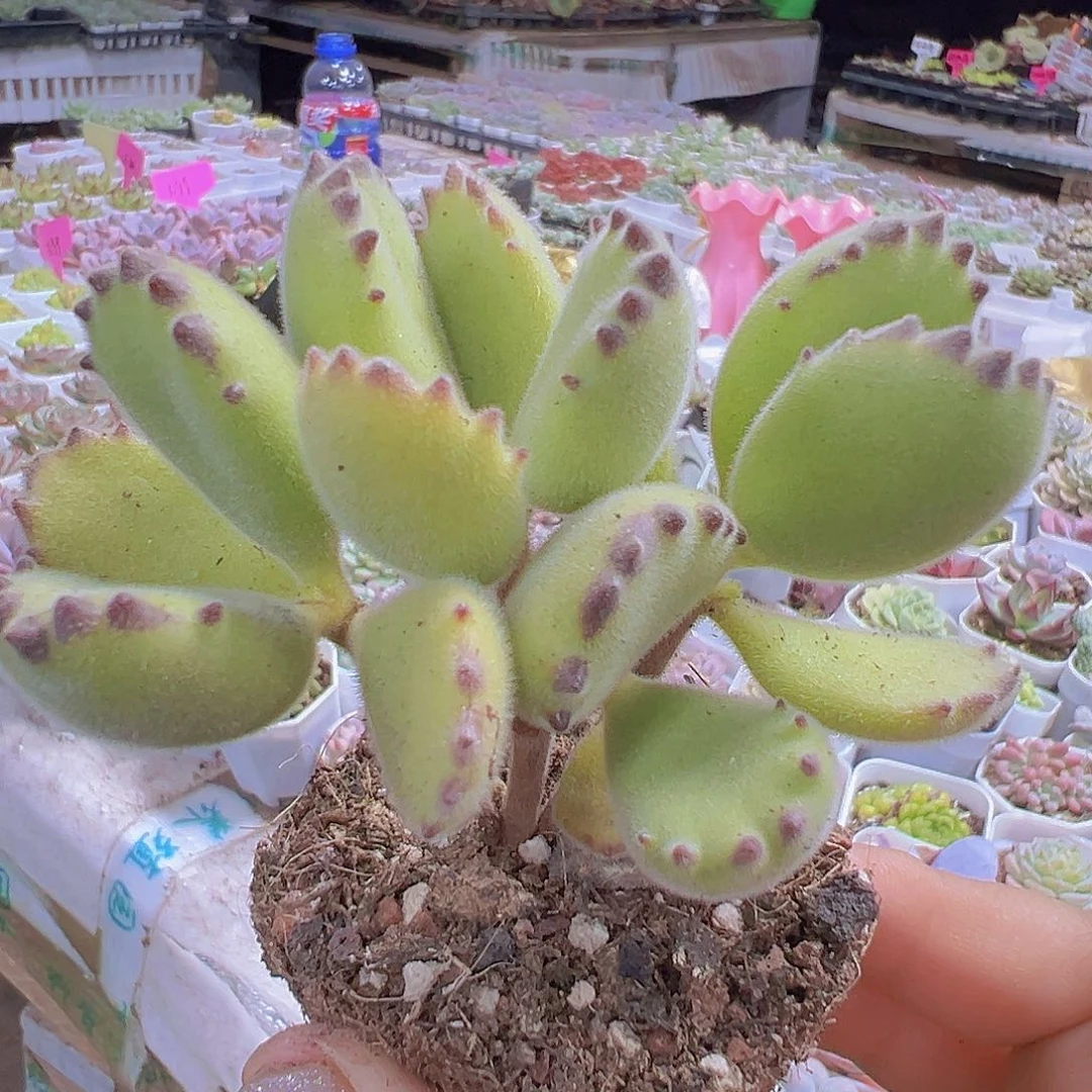 绿熊19包邮多肉植物