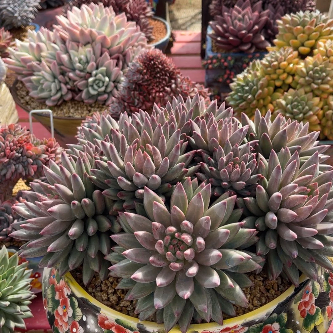 用***5多肉流沙体虞美人不带盆111