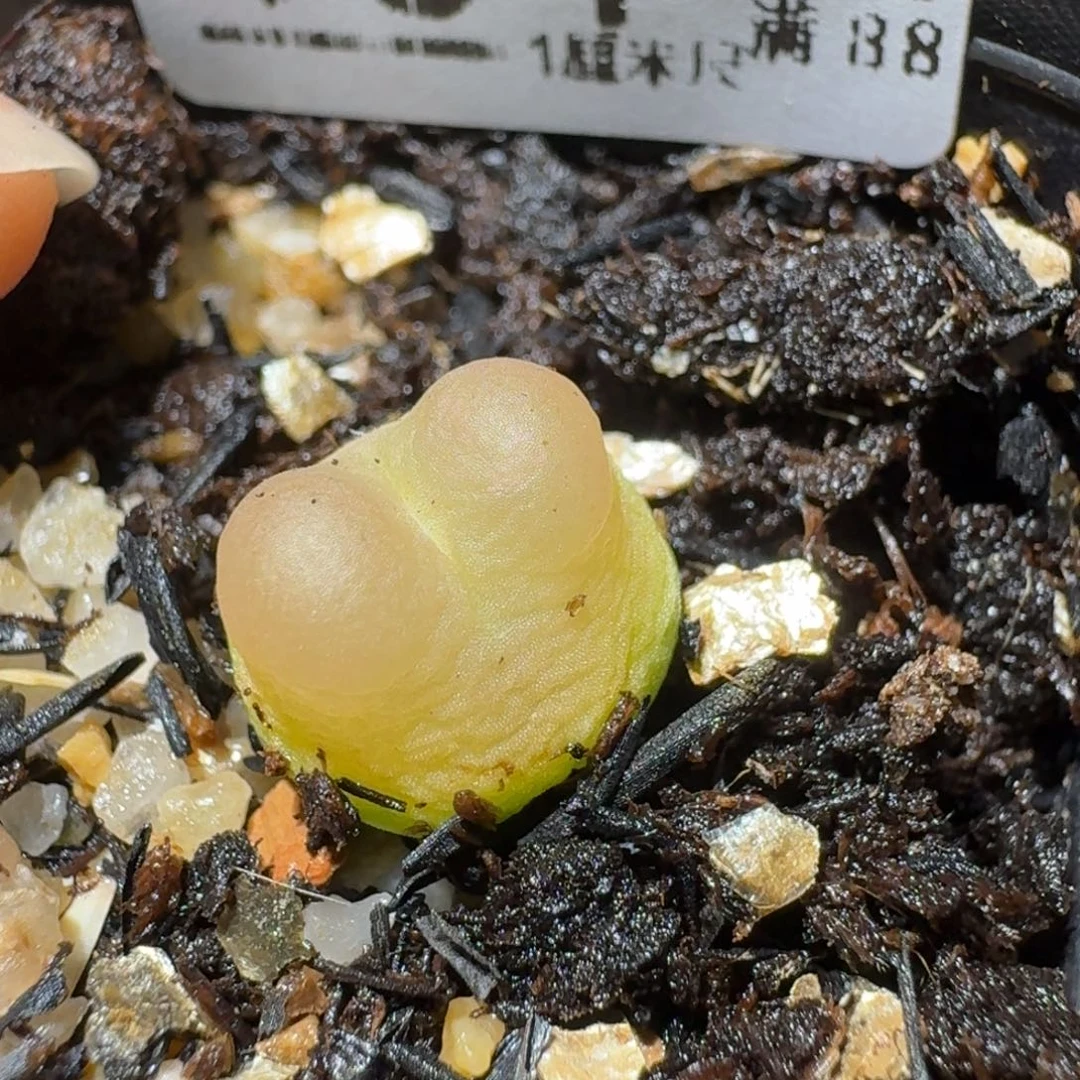 Sss清清清货了便宜134