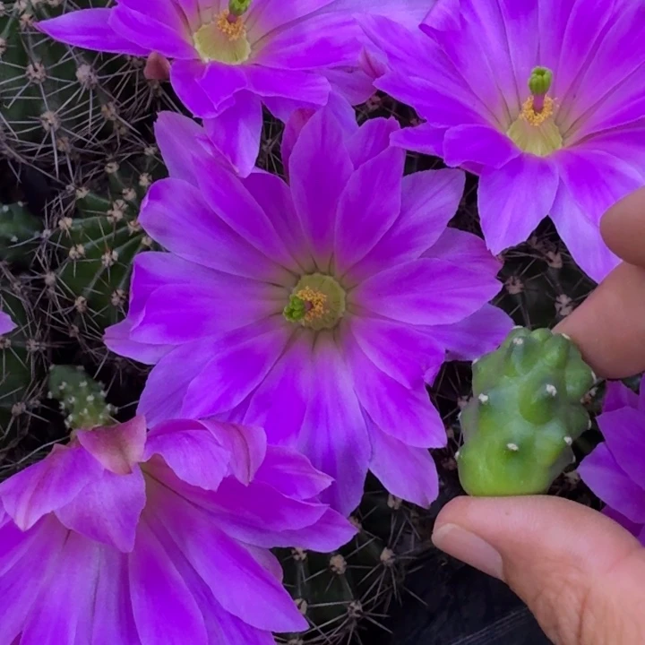 217水仙情郎2个无根侧牙软小，20包邮