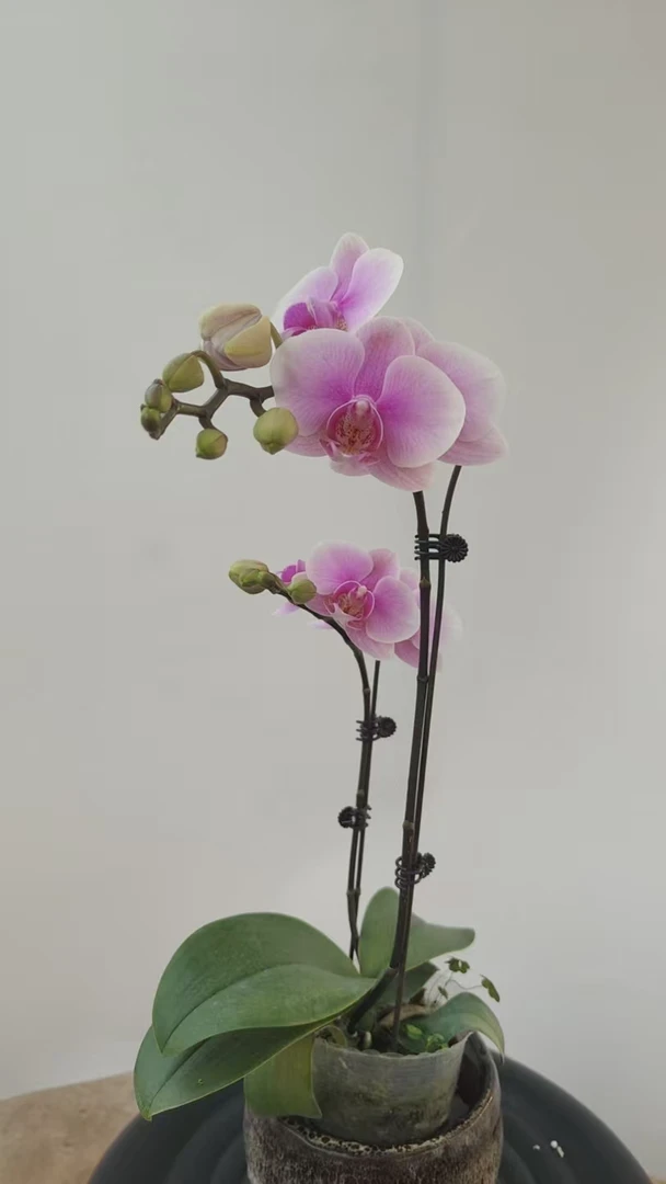 蝴蝶兰盆栽 粉钻石 3.0寸单花剑 带花带花苞