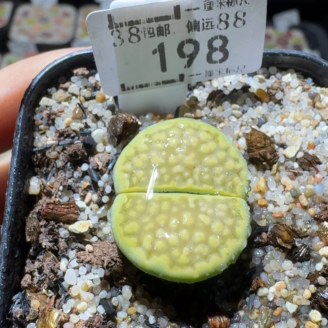 Sss便宜清货啦198