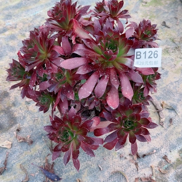 126凤凰多肉植物