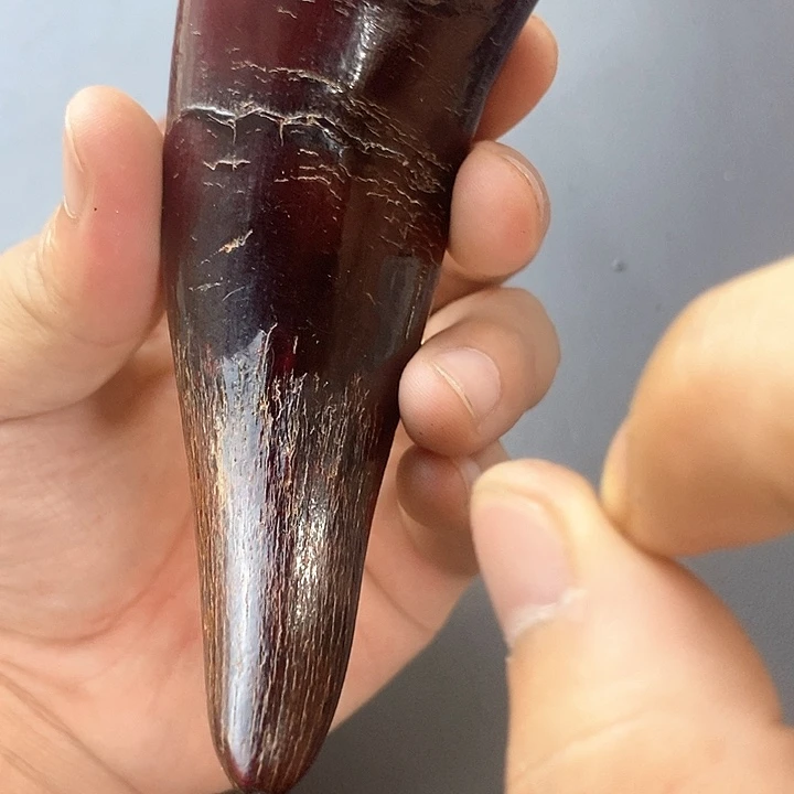大果紫檀（缅甸花梨）779