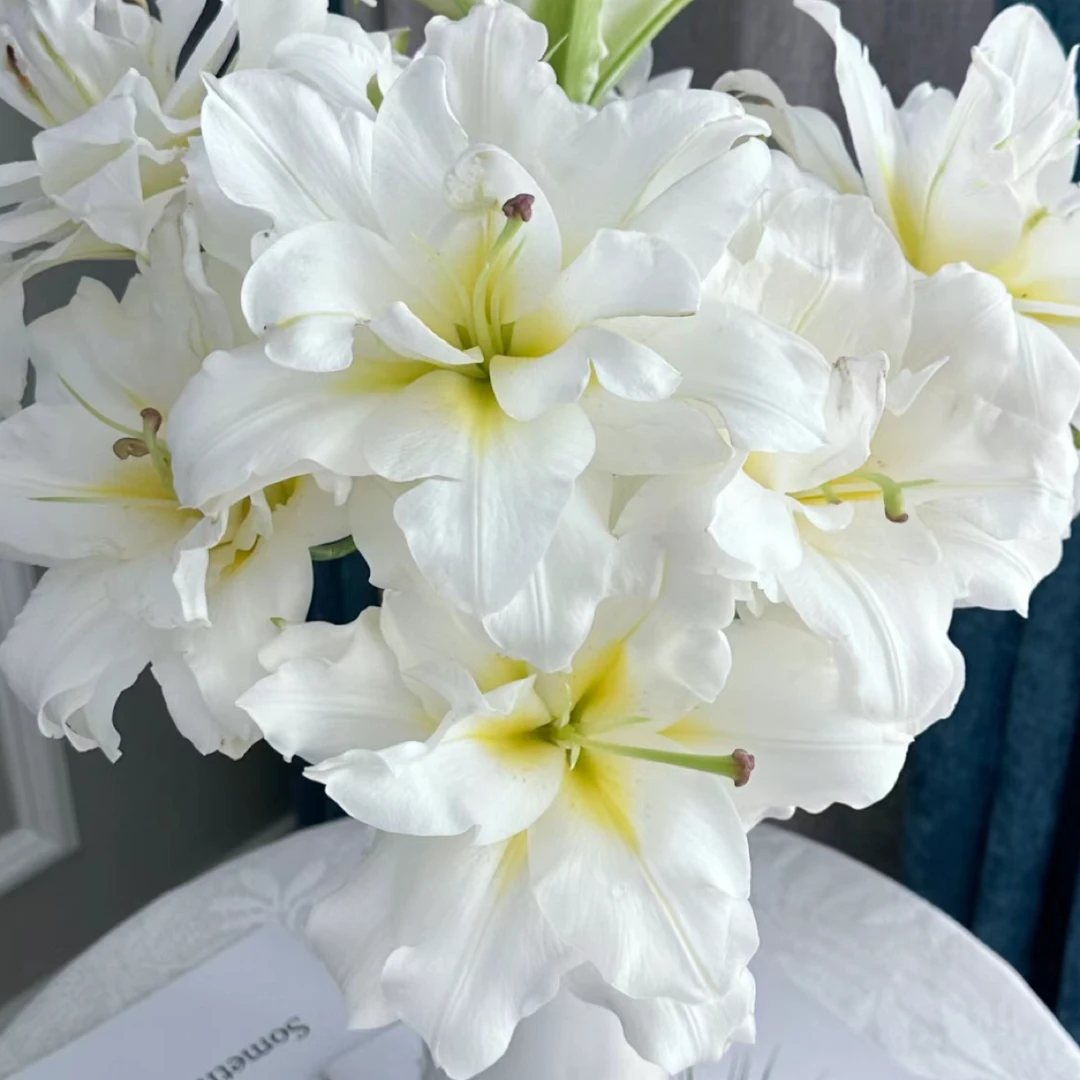 【暴风雪16/18带盆带土栽好发货】进口香水百合种球阳台盆栽庭院