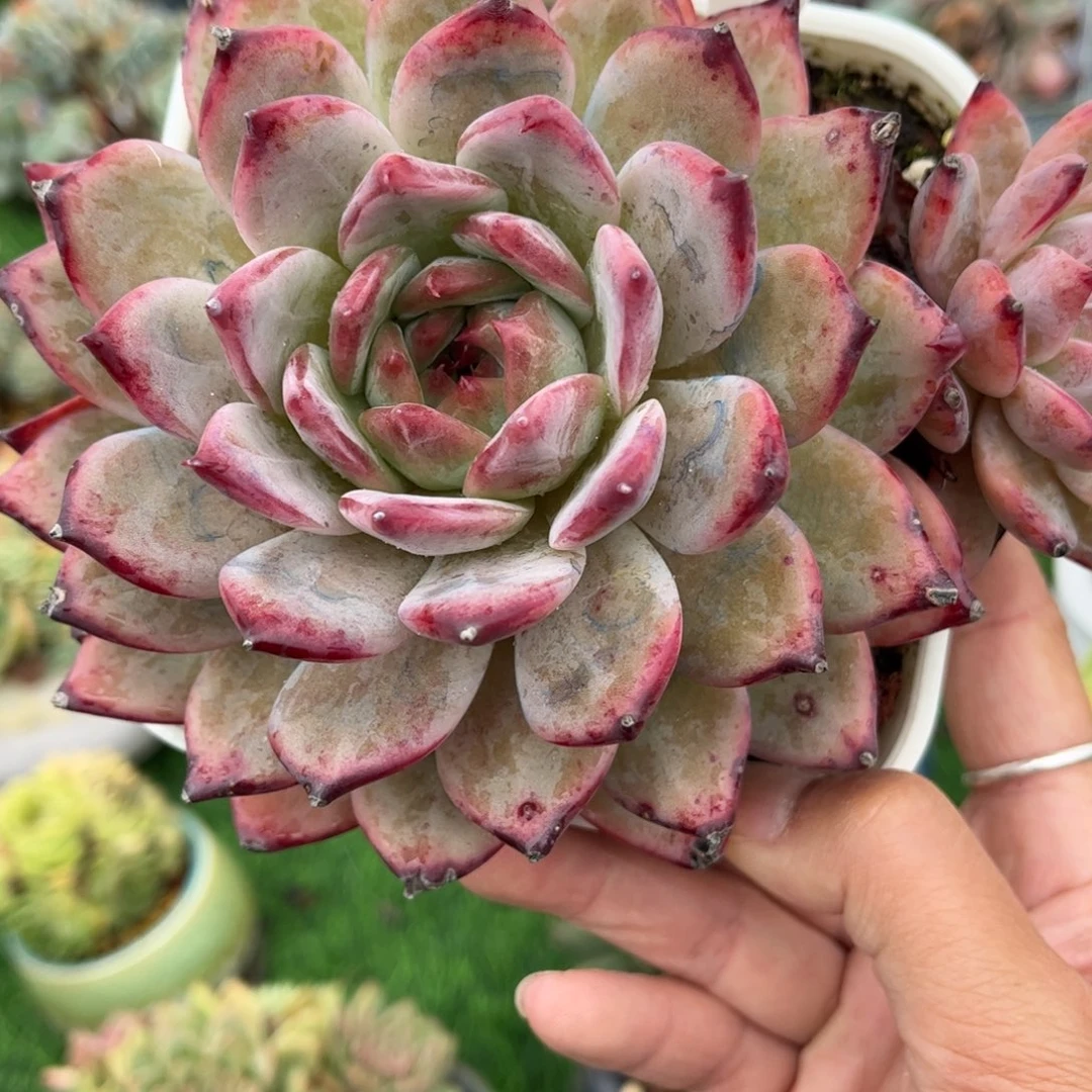 多肉植物3553 一定要拍个冷链哦