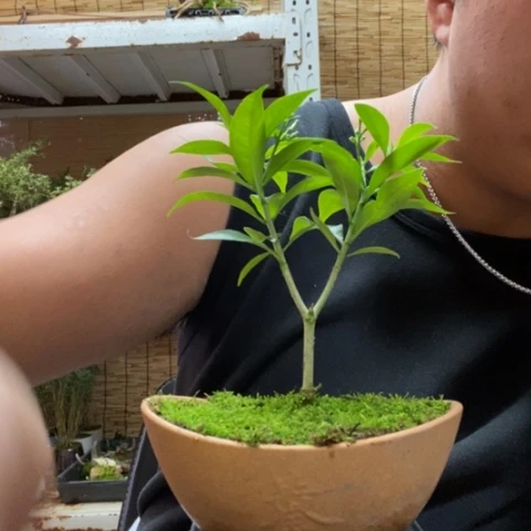 红陶一物一拍所见即所得171