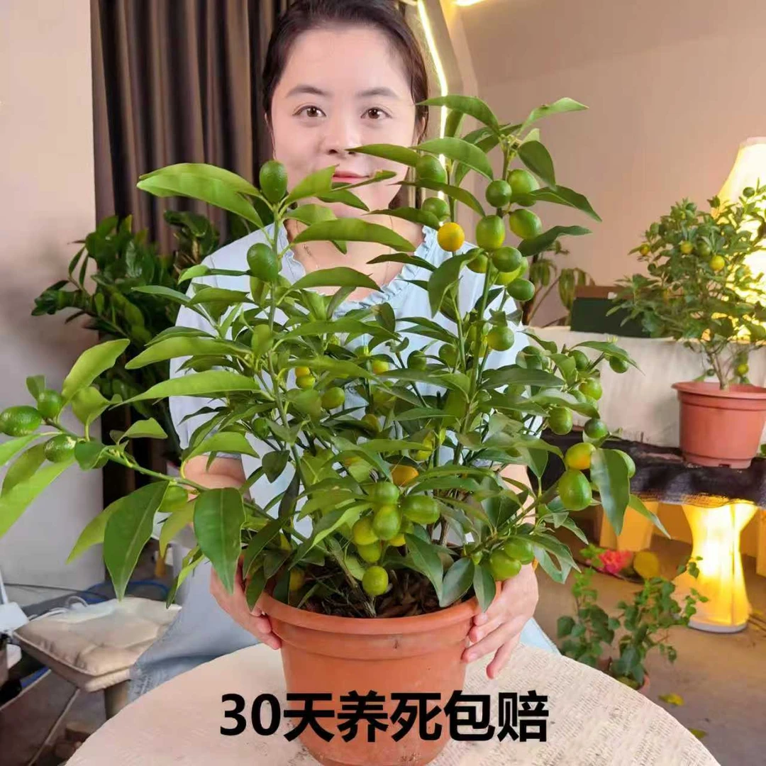 带果脆皮金桔盆栽地栽金桔果树苗四季长青可食用庭院阳台观赏种植