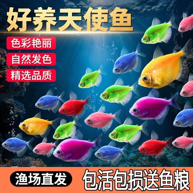 【1.1万人好评】天使观赏鱼热带小型群游神仙彩色糖果淡水鱼热带