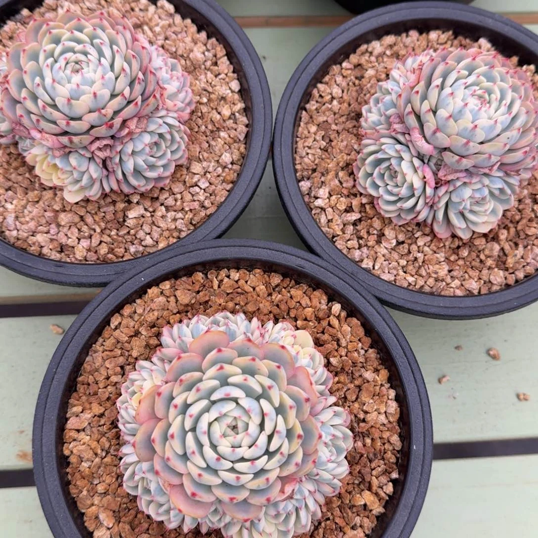 锦上园艺姬莲锦捧花