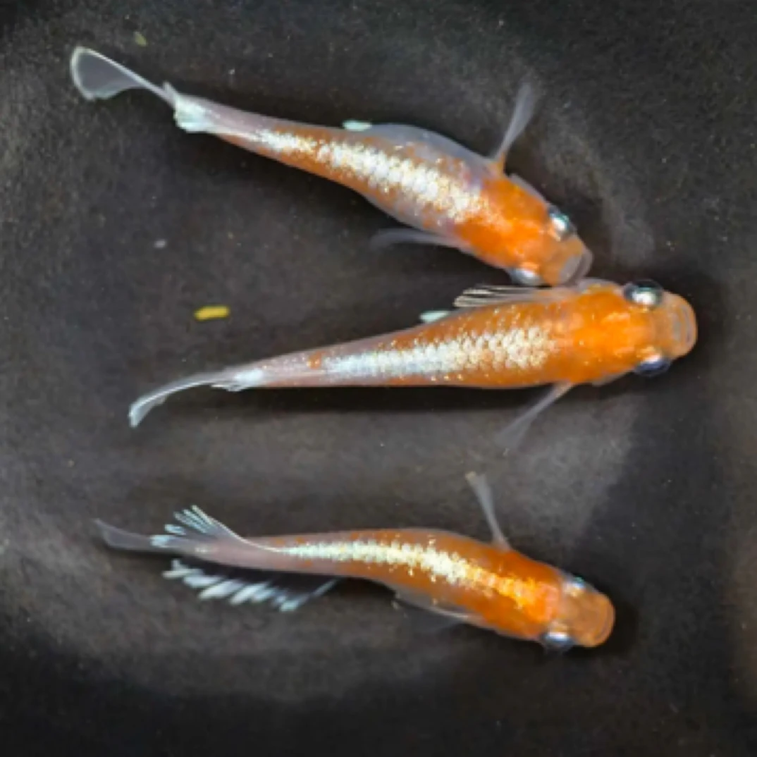 【阿硕青鳉】一物一拍