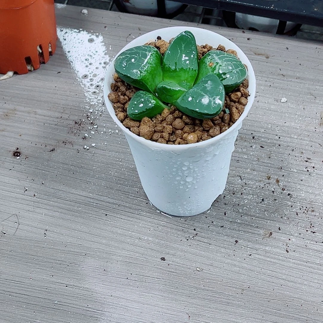 水晶克玉露一勿一拍