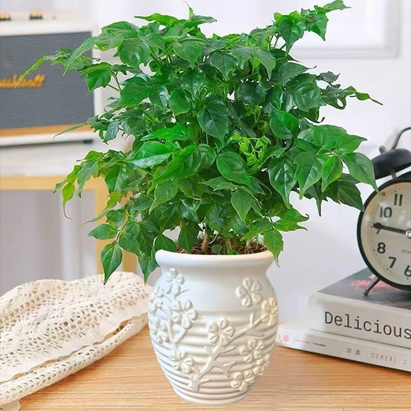 幸福树盆栽四季常青常绿绿植室内客厅桌面绿植盆栽