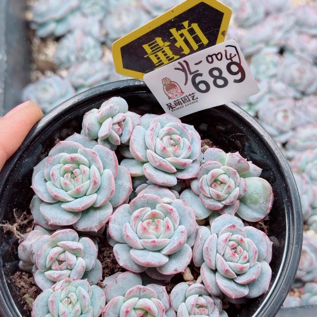 多肉植物多肉植物