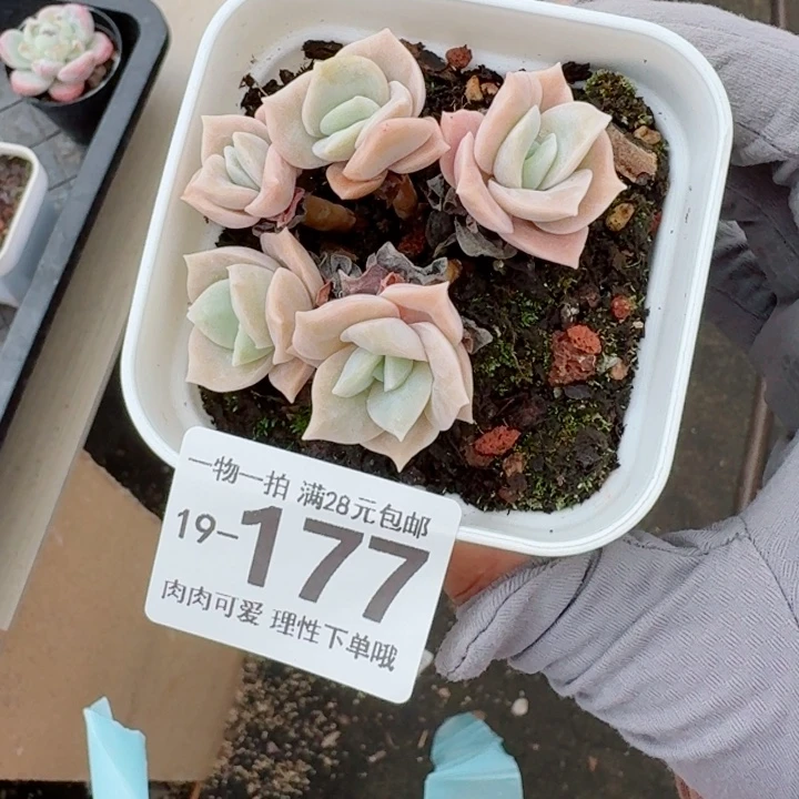 可爱玫瑰不包整多无盆土发货多