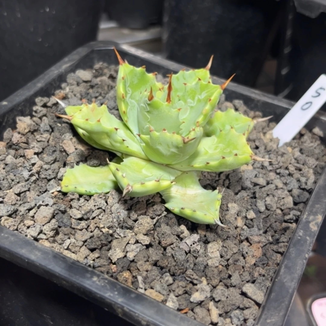 龙舌兰甲蟹绿植盆栽