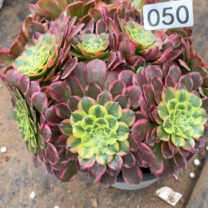 050多肉植物朝霞