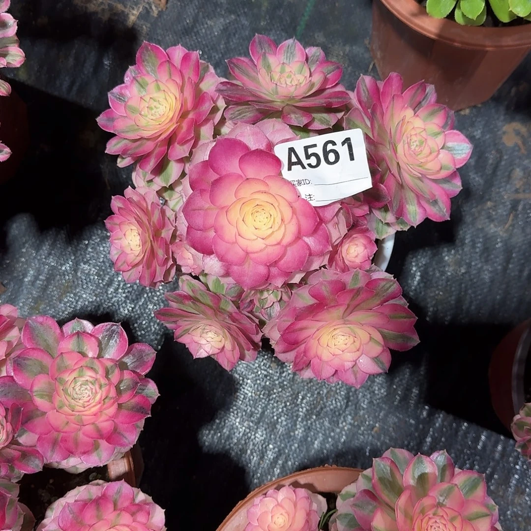 倾城多肉植物a561