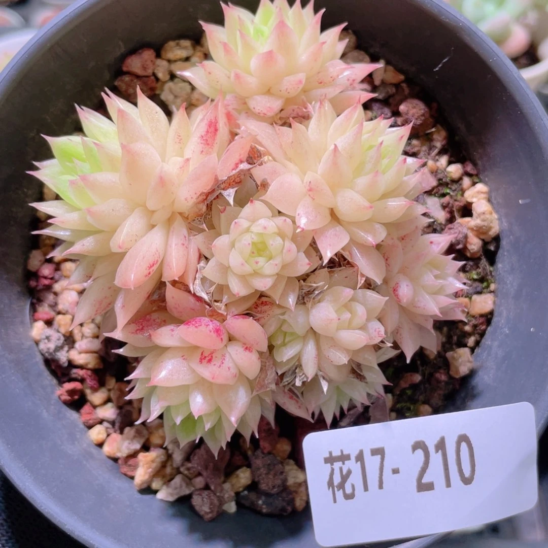 花利美17-210麦秆群