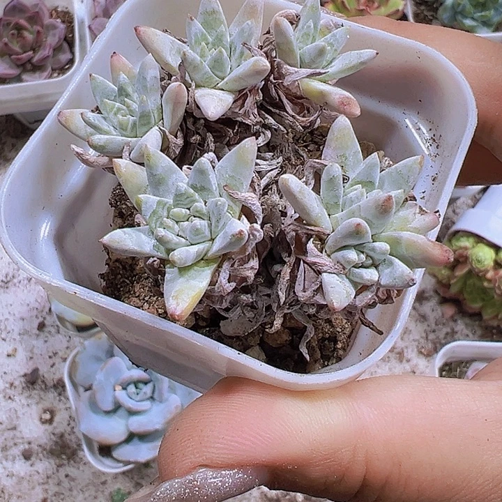 白菊19包邮多肉植物