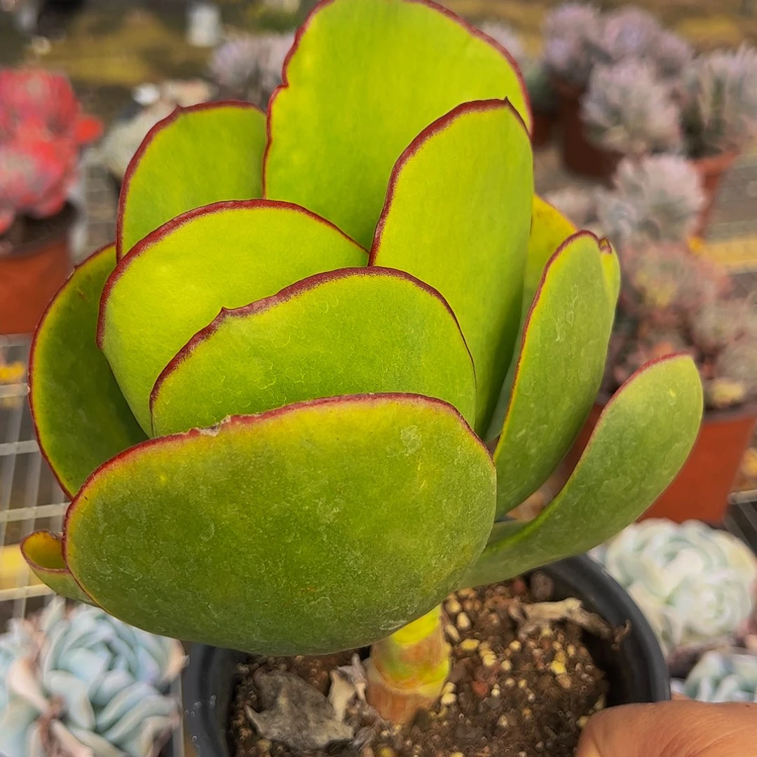 青梅大单头多肉植物