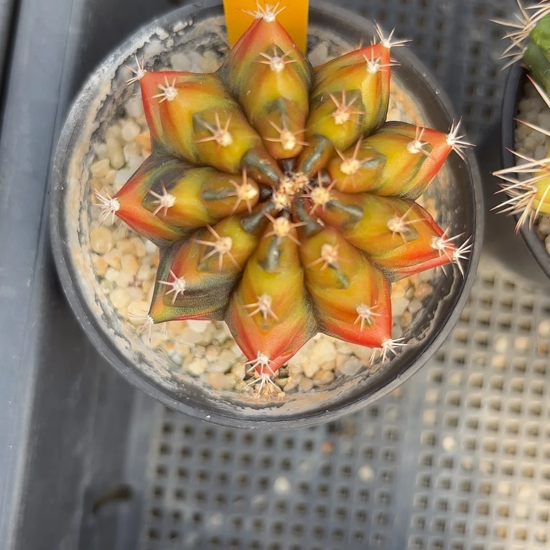 52-1116泰国发货多肉