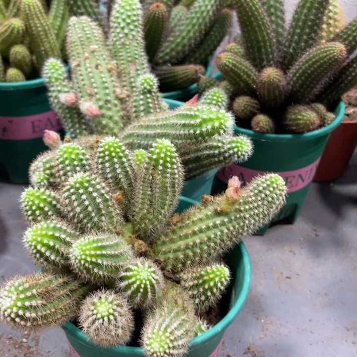 群生多头白檀吕根岛火焰