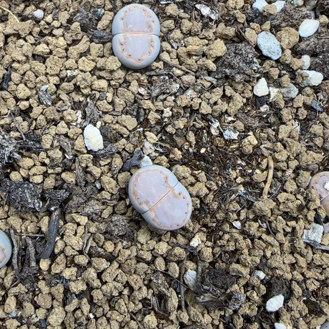 003二蜕饼干216大棚直播