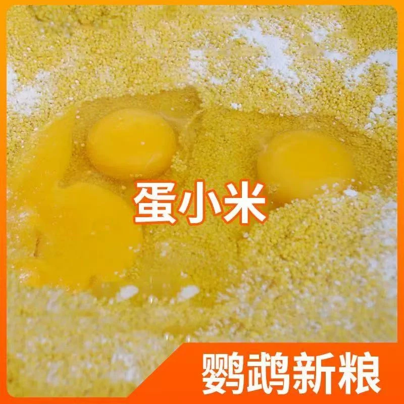 鹦鹉半毛学吃蛋小米