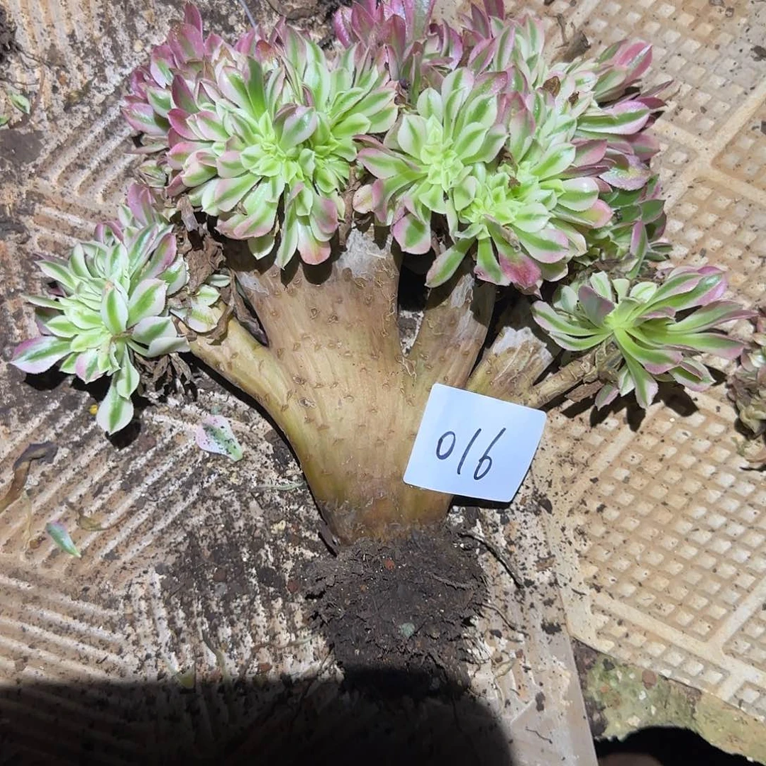 016多肉 粉水晶福利缀