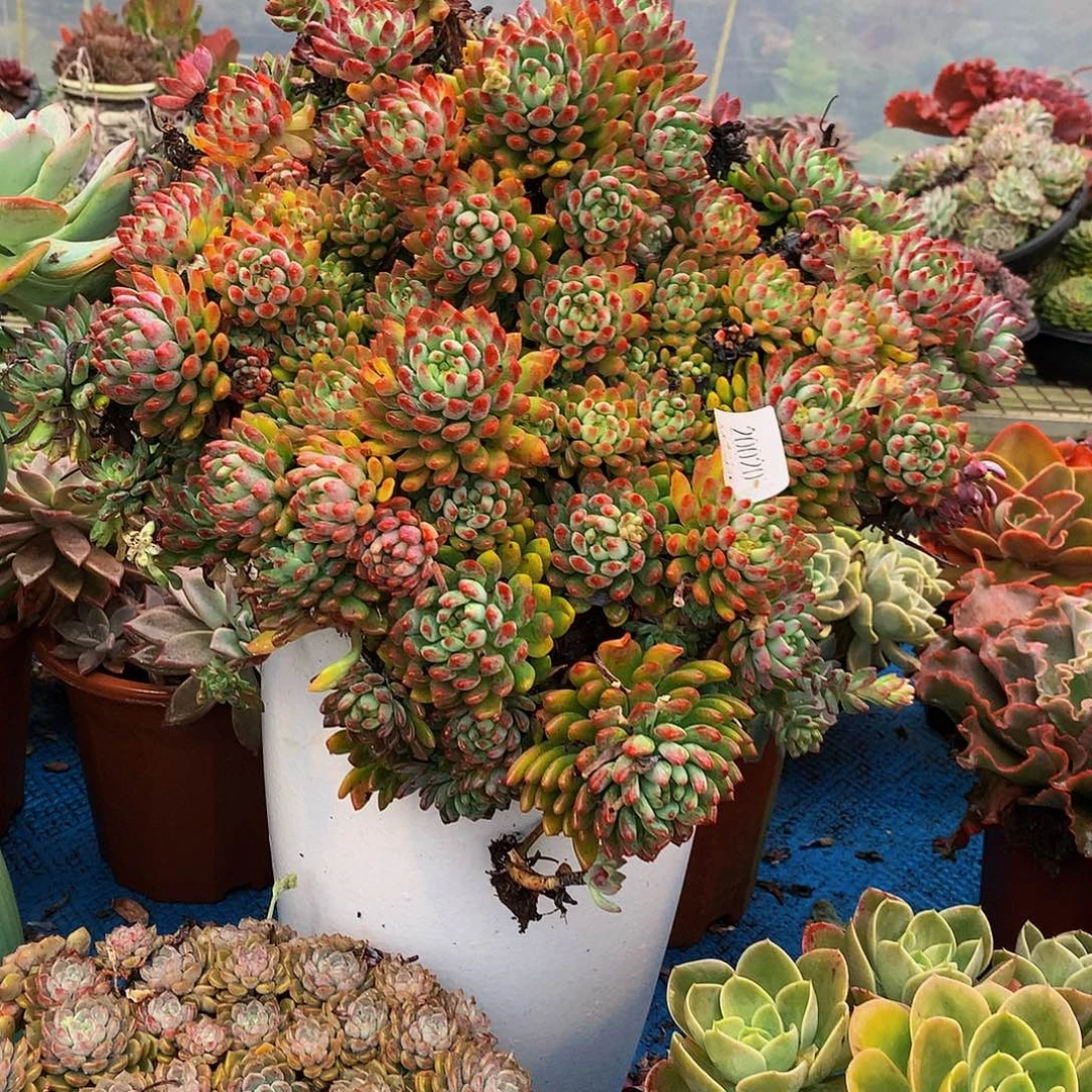 .****    蓝苹果多肉20020