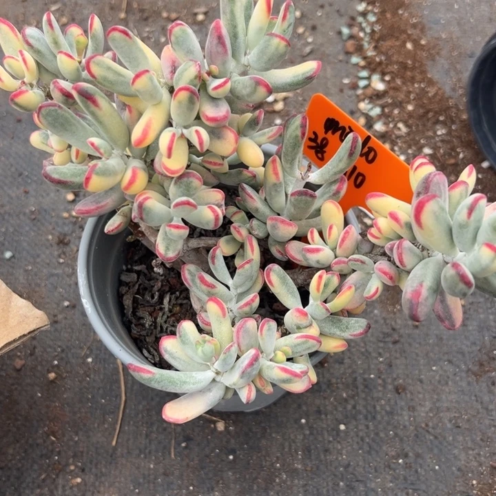 ****o无花朵哈哈哈哈哈哈哈