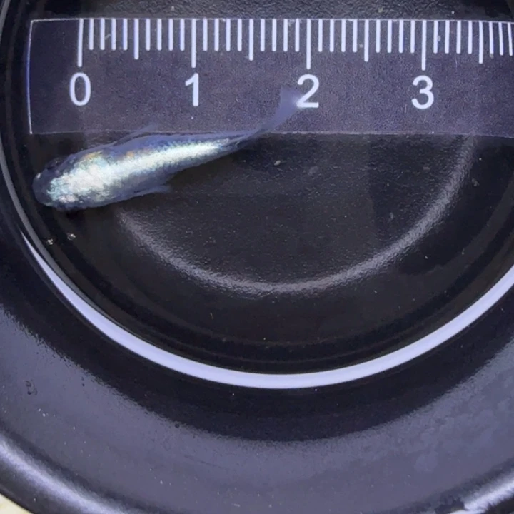 青鳉鱼短球体黑衣30号