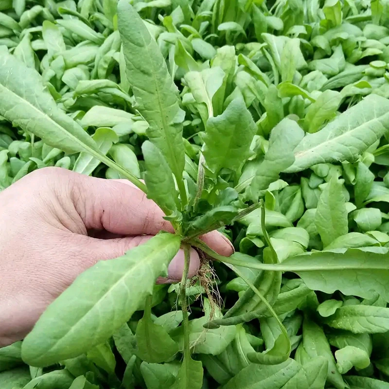 荠菜 大叶荠菜种子花朵开放状态当前无花栽培后可以开花