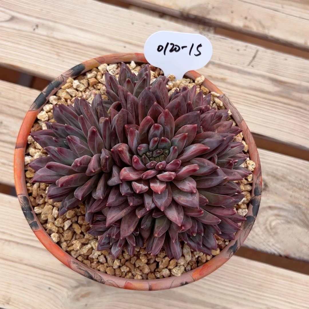 蓝*0120-15梵高多肉