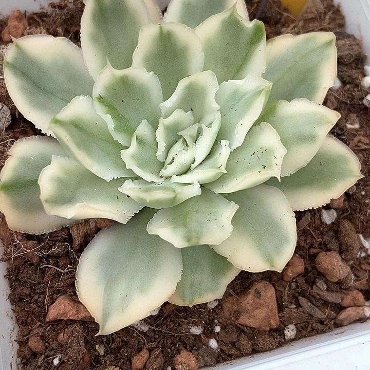 多肉植物紫蝴蝶锦4多肉