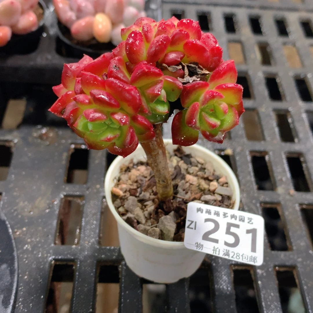 肉萌萌拇指盆精控多肉ZI251