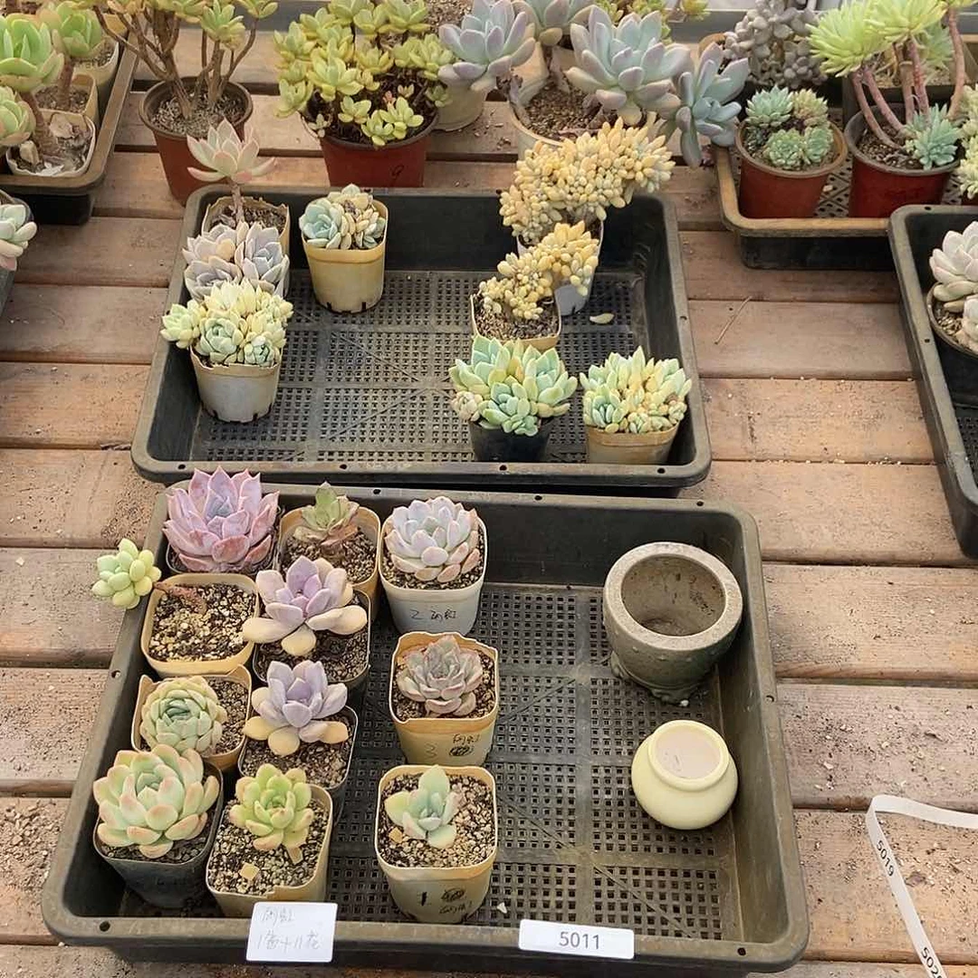 5011号盆2个花11个丽虹专拍圆通